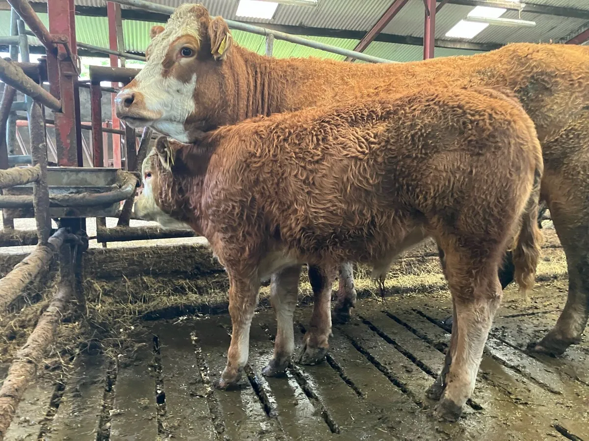 LM Weanling Bull - Image 1