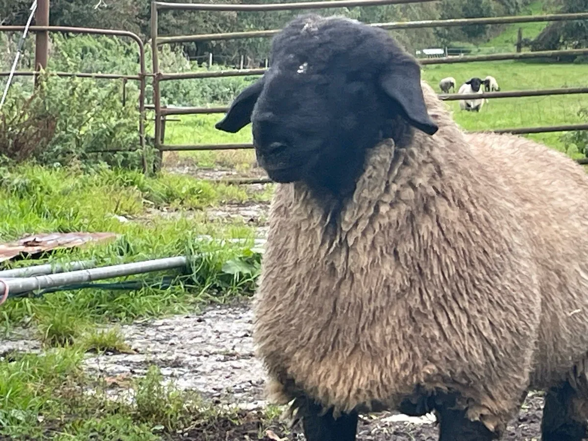Suffolk ram lamb - Image 1
