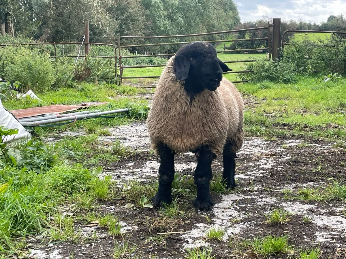 Suffolk ram lamb - Image 2