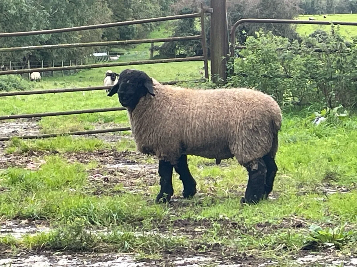 Suffolk ram lamb - Image 3