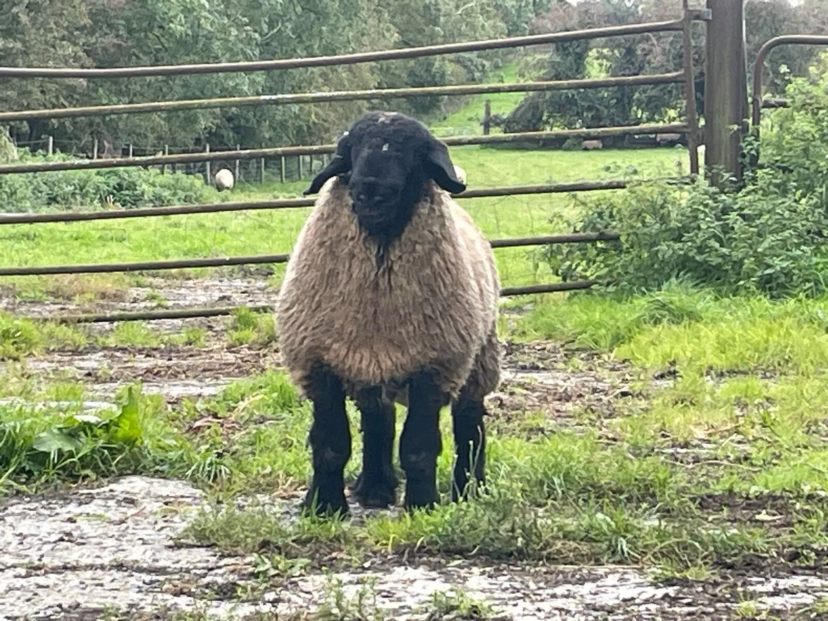 Suffolk ram lamb - Image 4