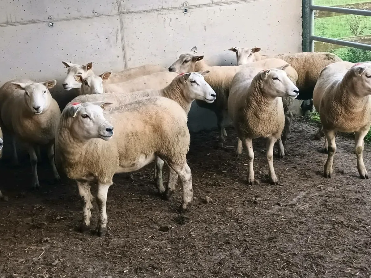 10 TEXEL HOGGET EWES - Image 1