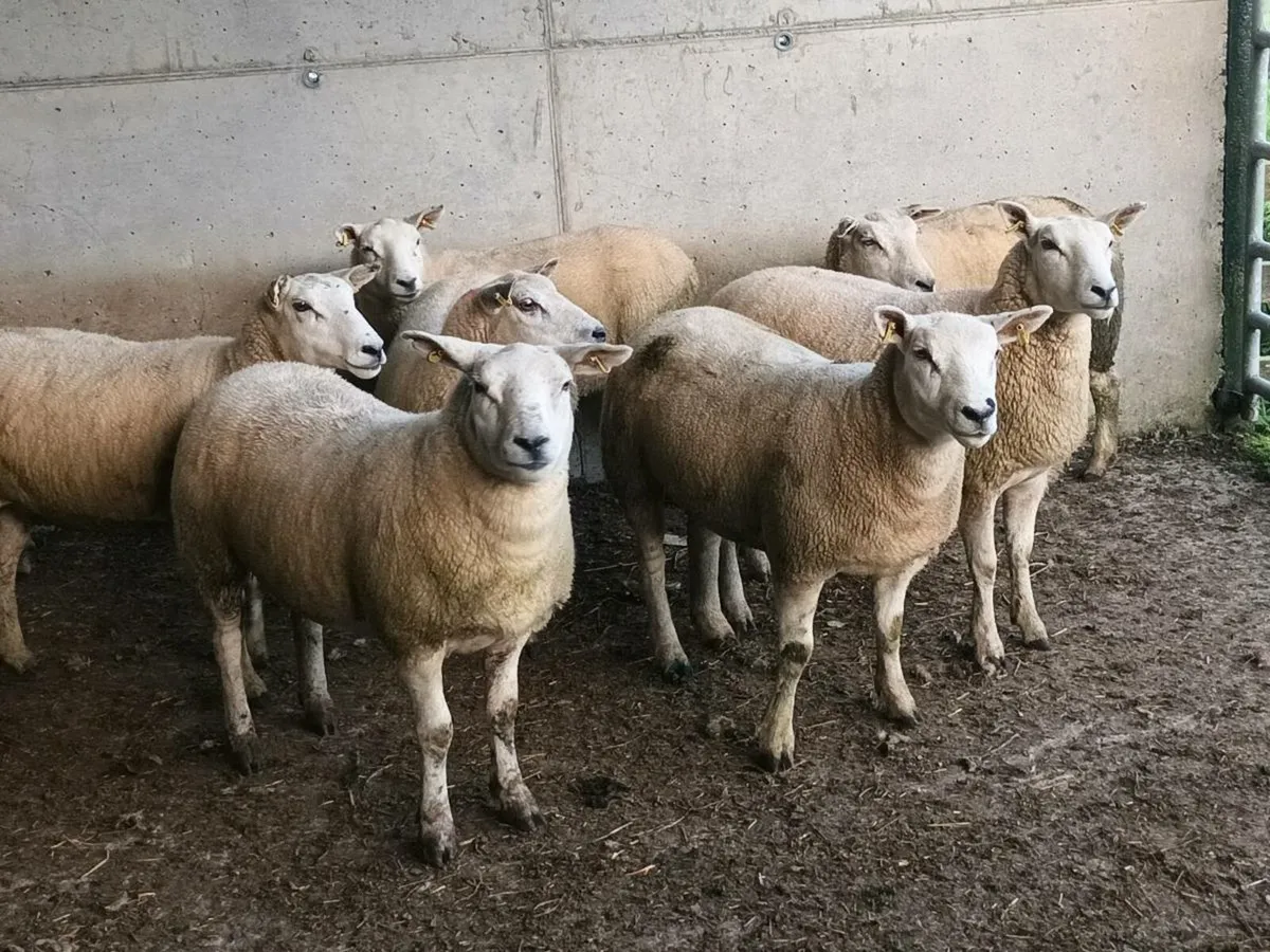 10 TEXEL HOGGET EWES - Image 2