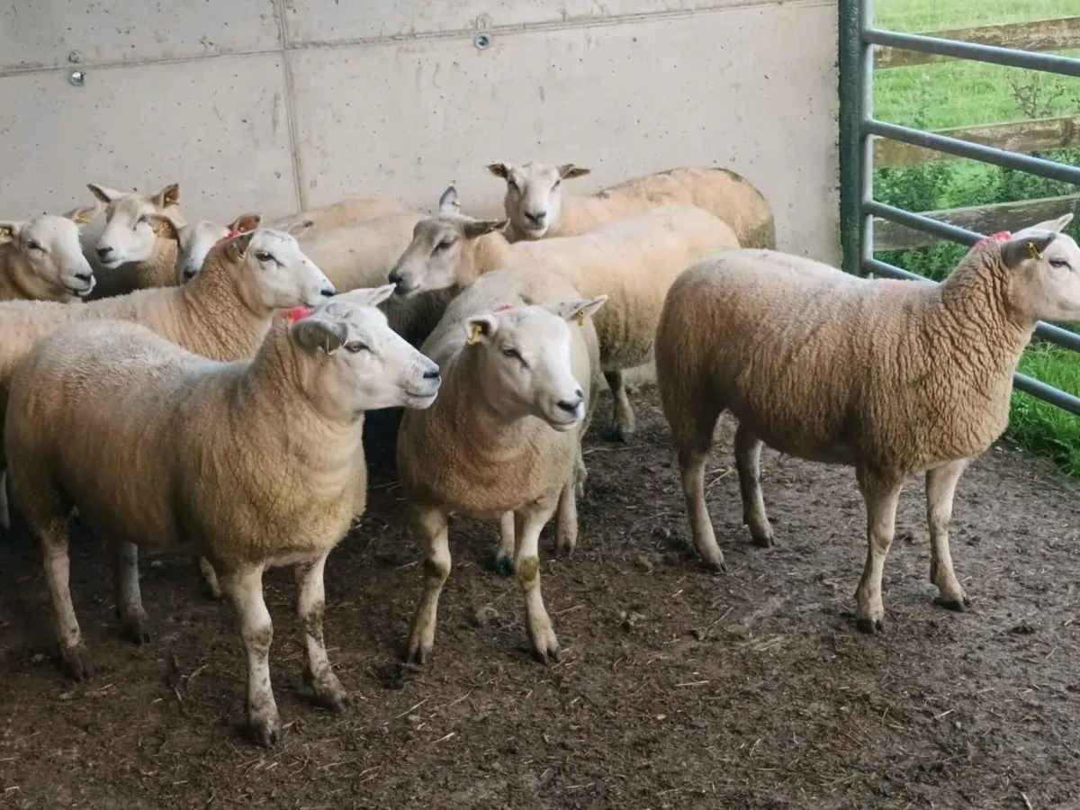 10 TEXEL HOGGET EWES - Image 4