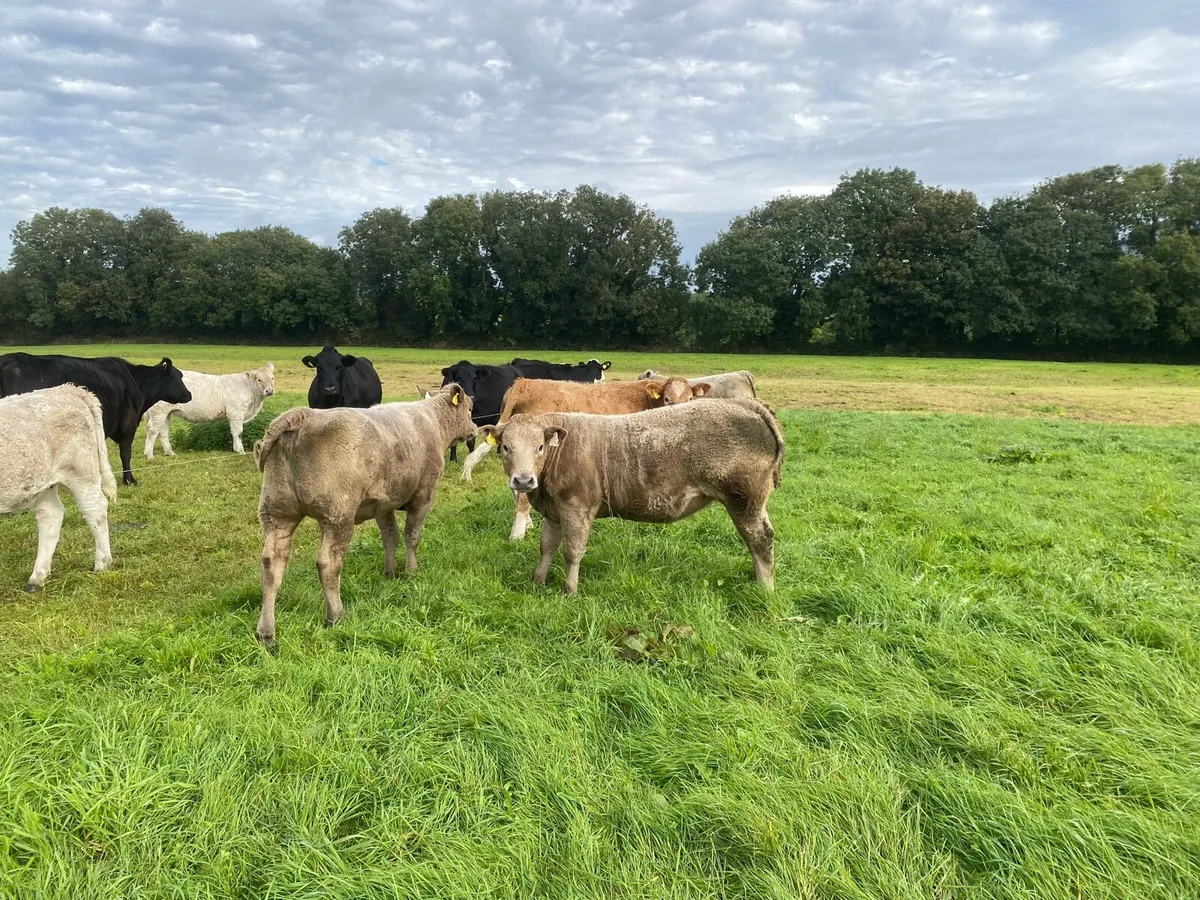 Charolais bullocks and heifers - Image 2