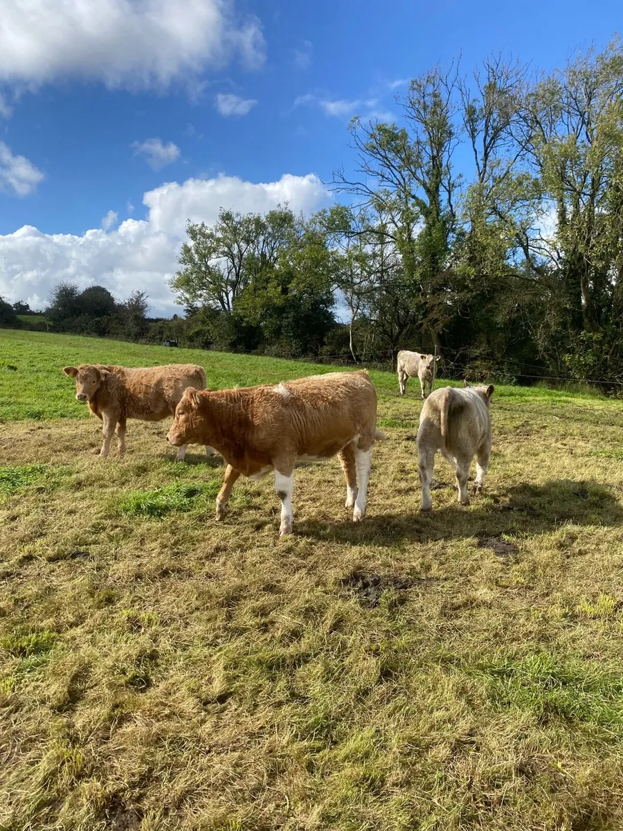 Charolais bullocks and heifers - Image 3