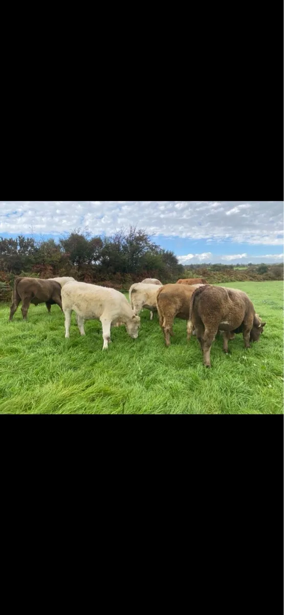 Charolais bullocks and heifers - Image 4