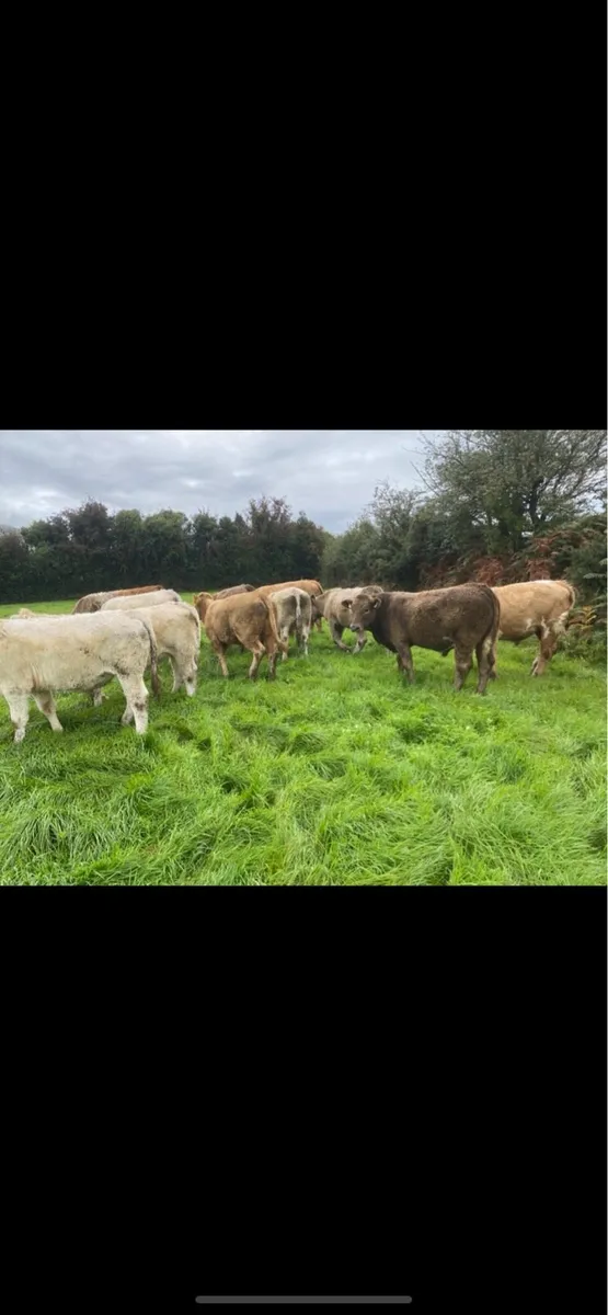 Charolais bullocks and heifers - Image 1