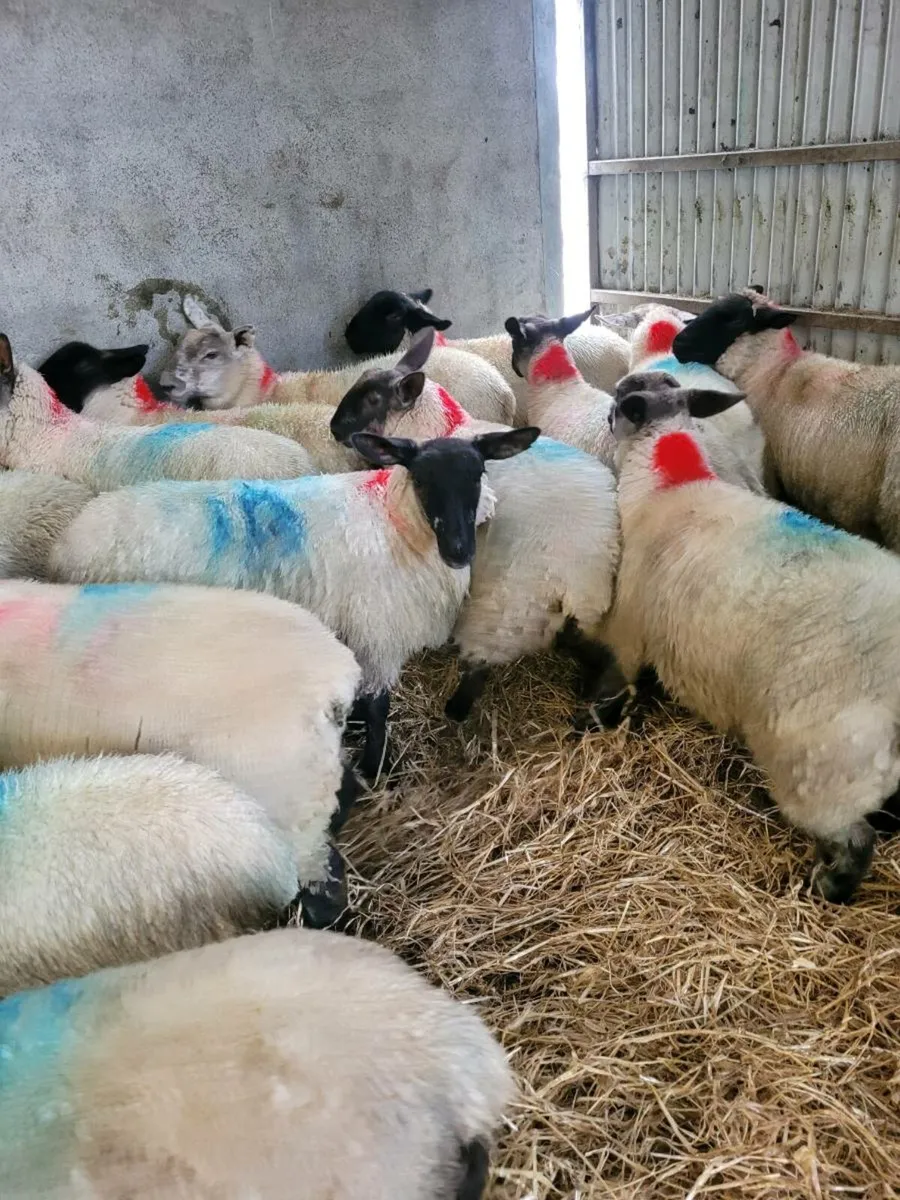 EWE LAMBS - Image 1