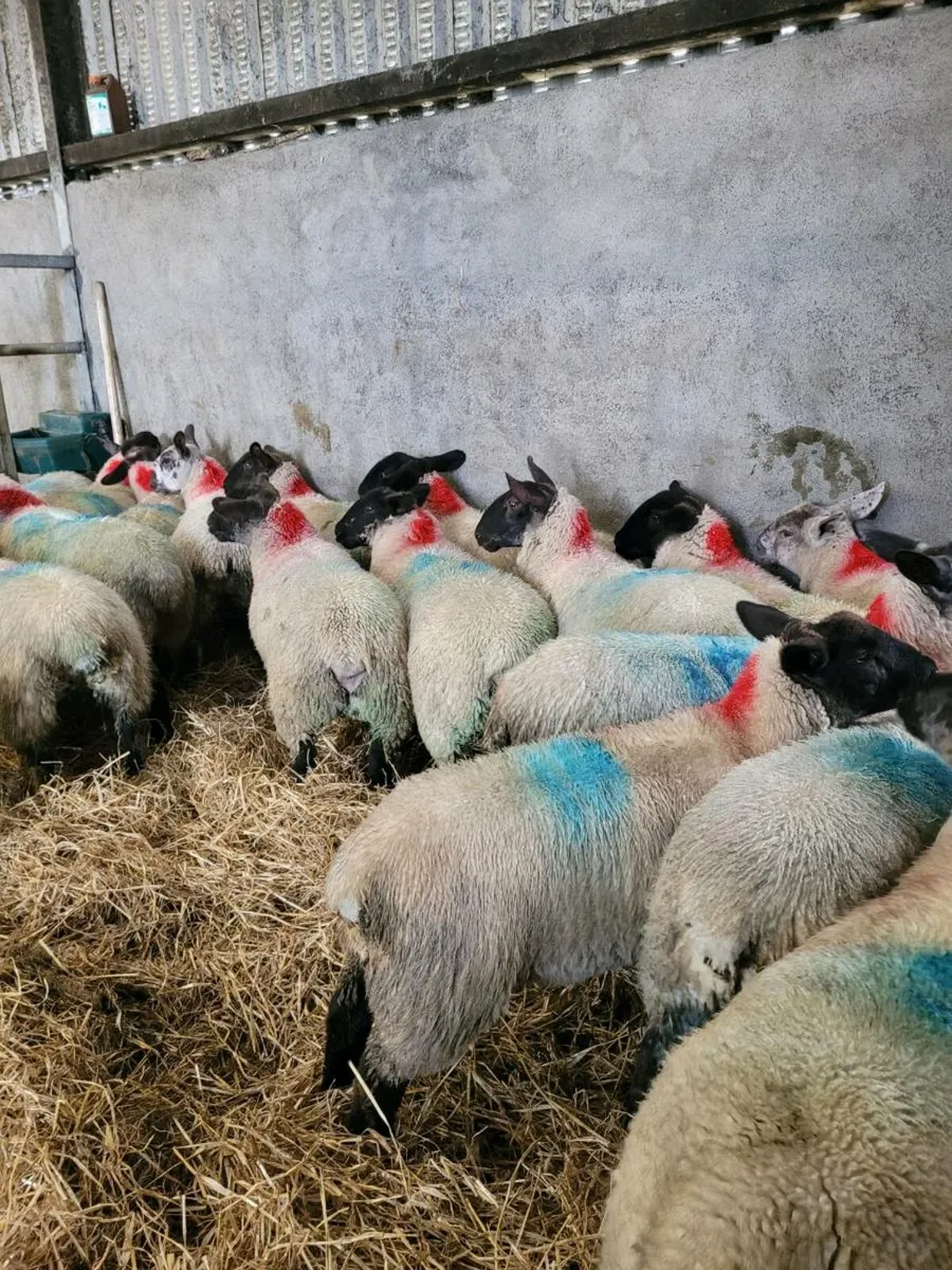 EWE LAMBS - Image 2