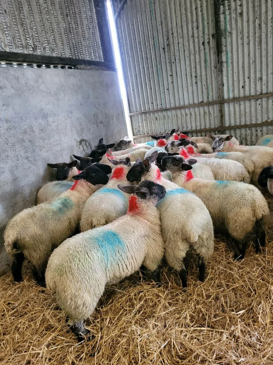 EWE LAMBS - Image 3
