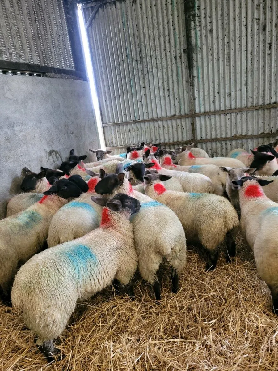 EWE LAMBS - Image 4