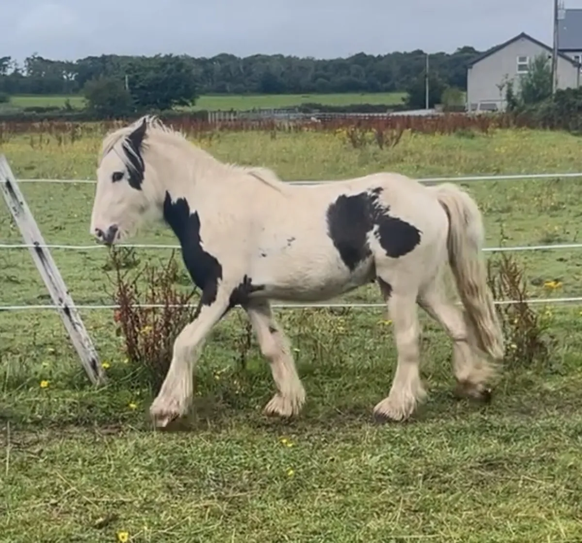 2year old colt - Image 1