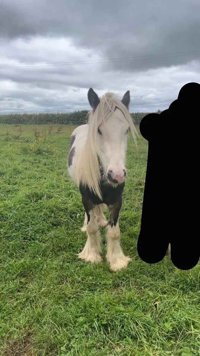 2year old colt - Image 2