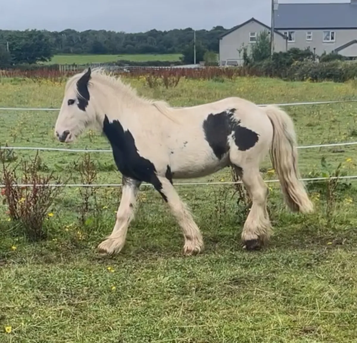 2year old colt - Image 3
