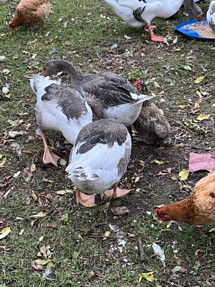 Pomeranian X Toulouse Geese (Unsexed) - Image 1