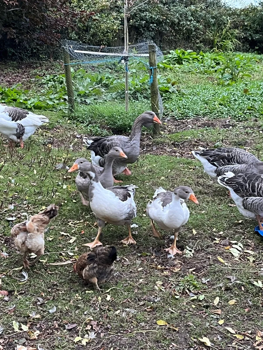 Pomeranian X Toulouse Geese (Unsexed) - Image 2