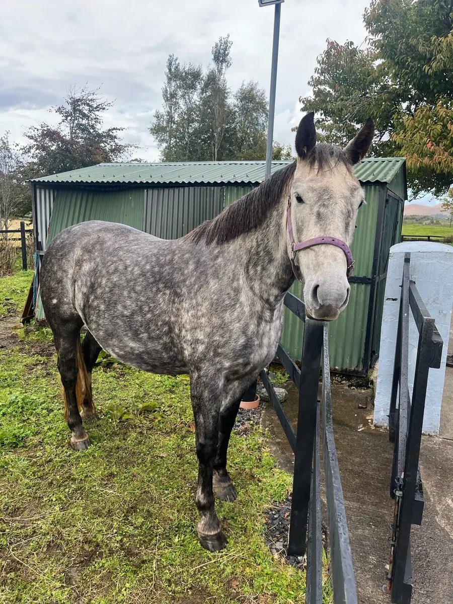 ⭐️6yo Irish draught mare⭐️ - Image 1