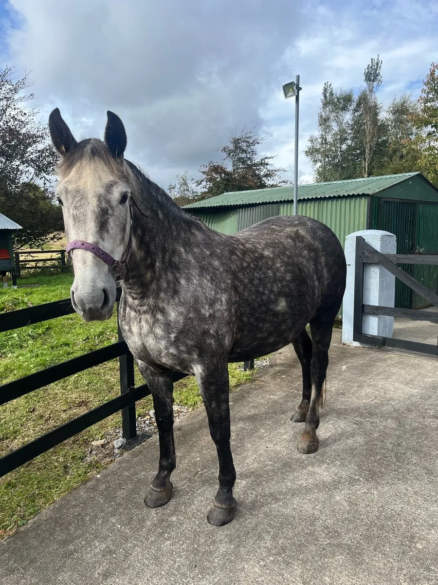 ⭐️6yo Irish draught mare⭐️ - Image 2