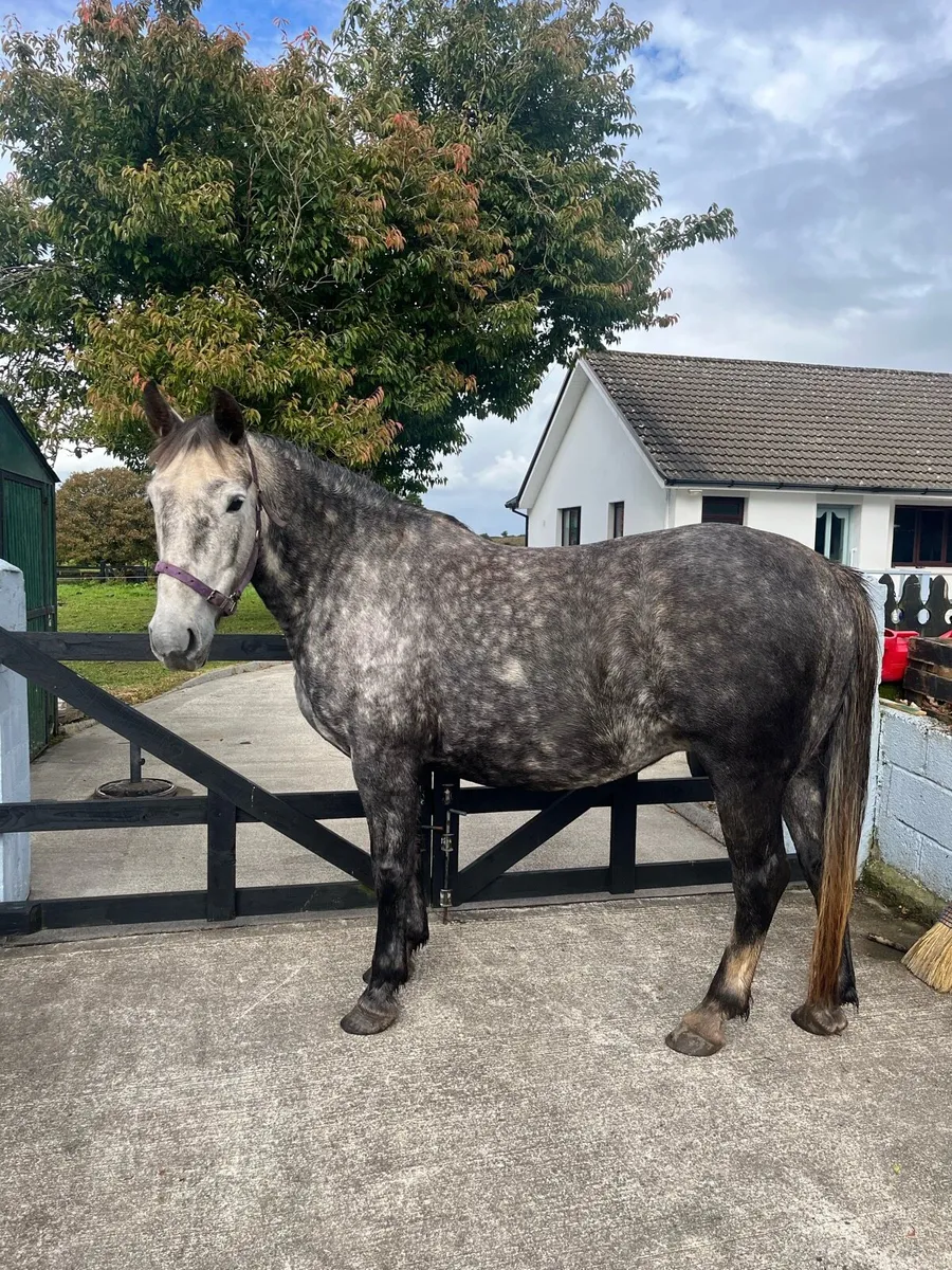 ⭐️6yo Irish draught mare⭐️ - Image 3