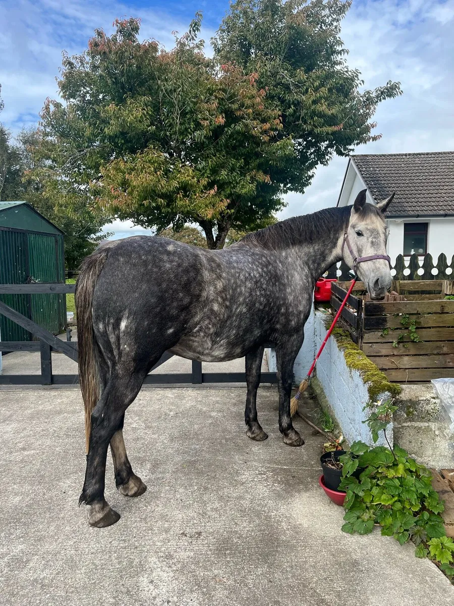 ⭐️6yo Irish draught mare⭐️ - Image 4
