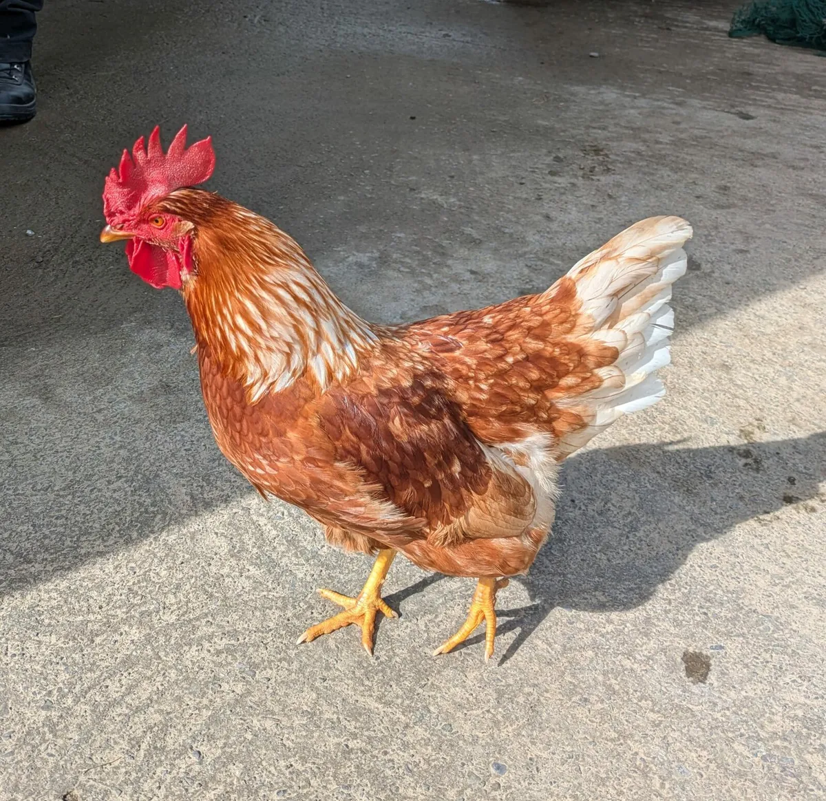 Rhode Island Red Rooster - Image 1