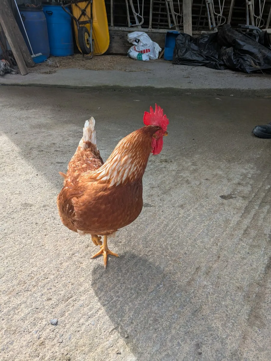 Rhode Island Red Rooster - Image 2