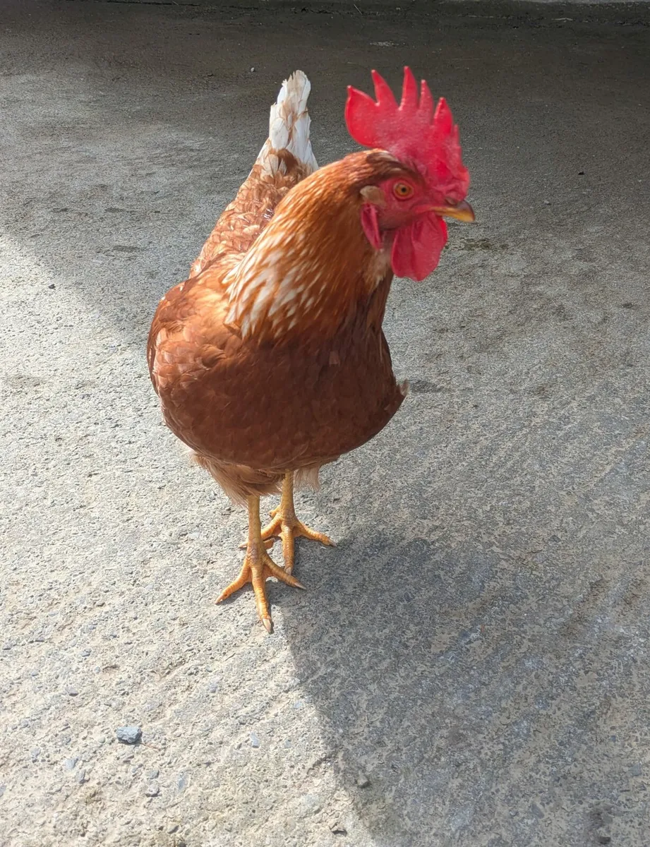 Rhode Island Red Rooster - Image 3