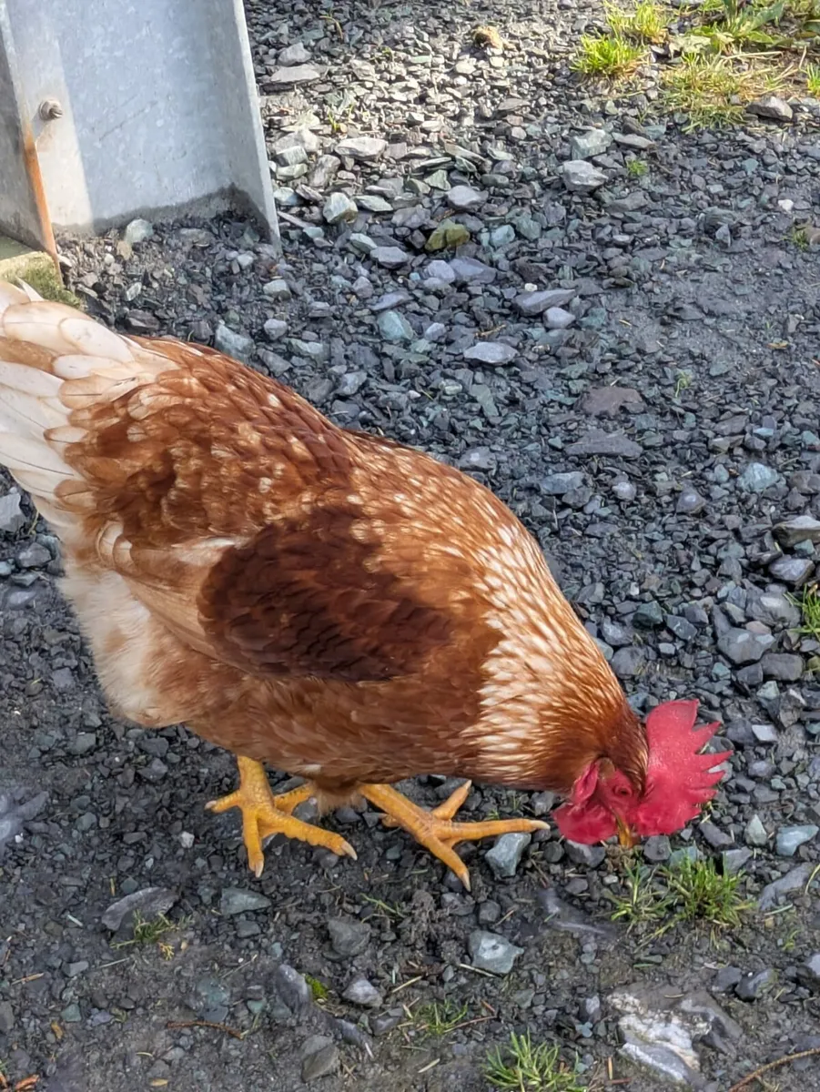 Rhode Island Red Rooster - Image 4