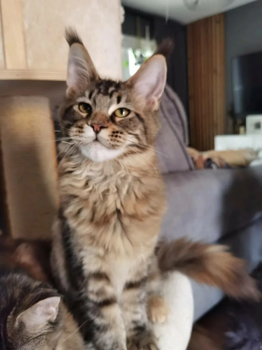 TICA Registered maine coon kittens - Image 4