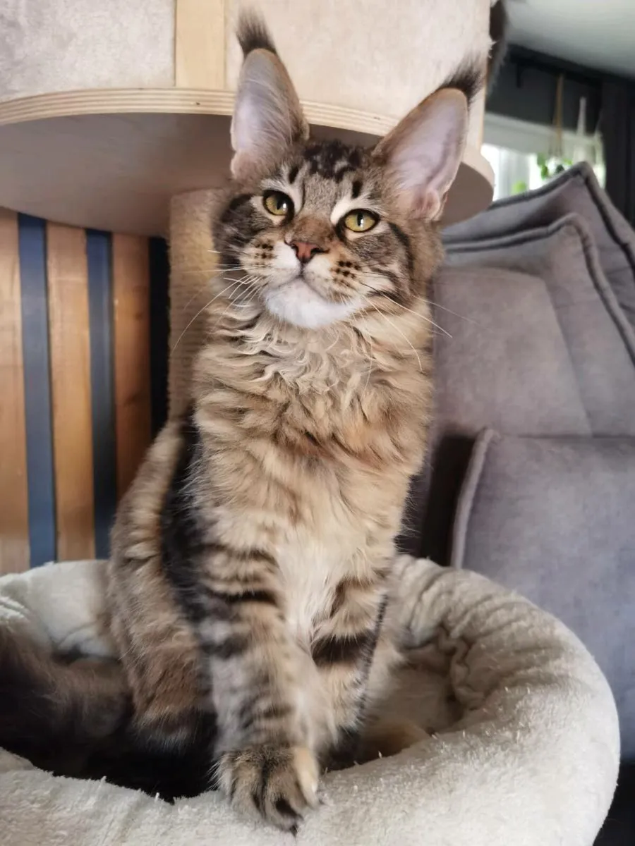 TICA Registered maine coon kittens - Image 3