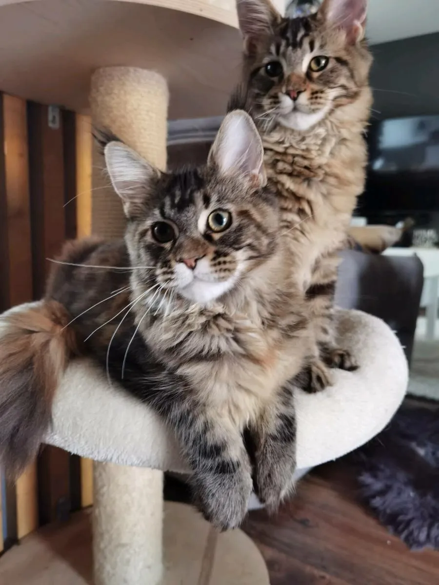 TICA Registered maine coon kittens - Image 2