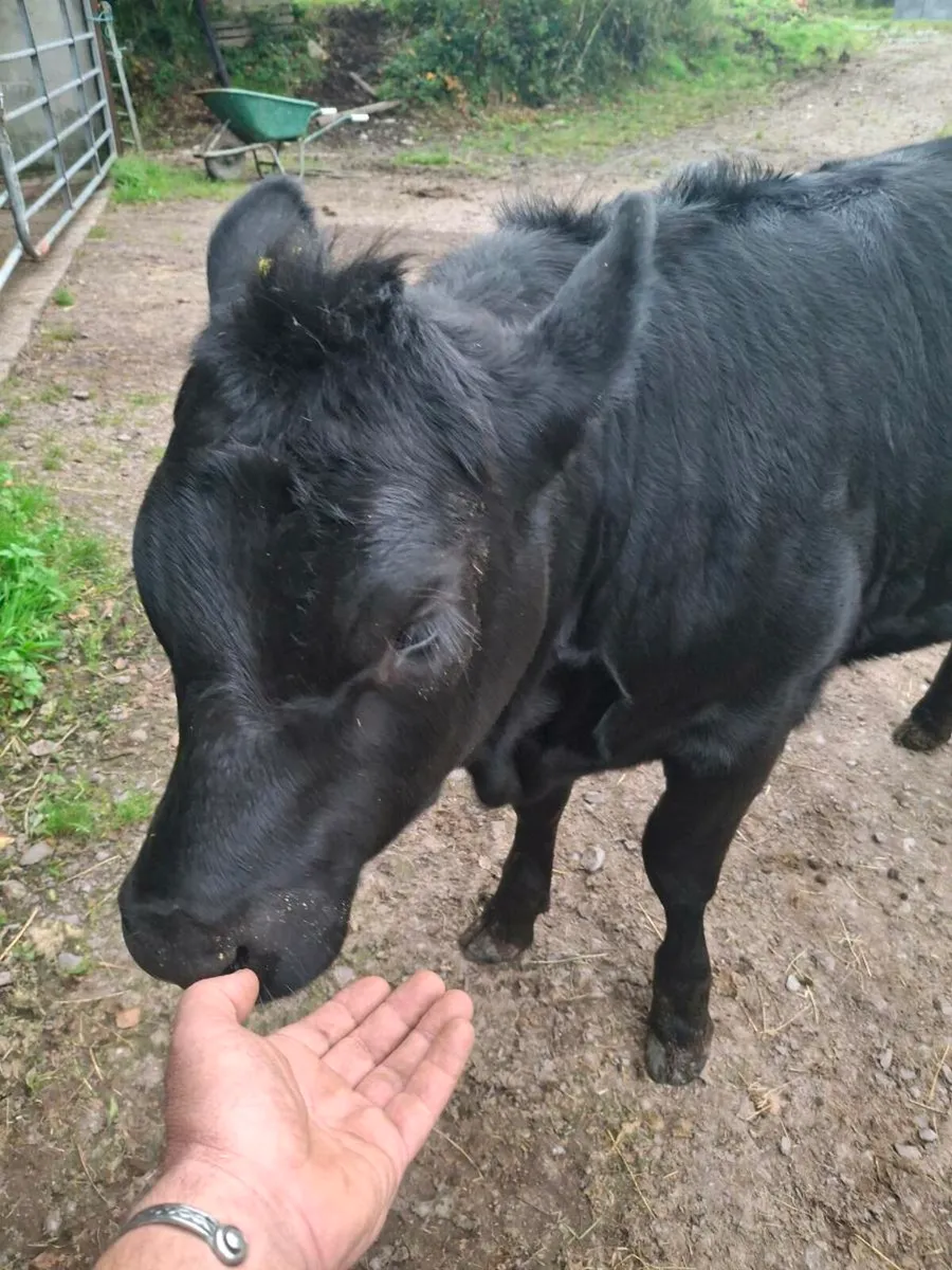 Organic heifers - Image 1
