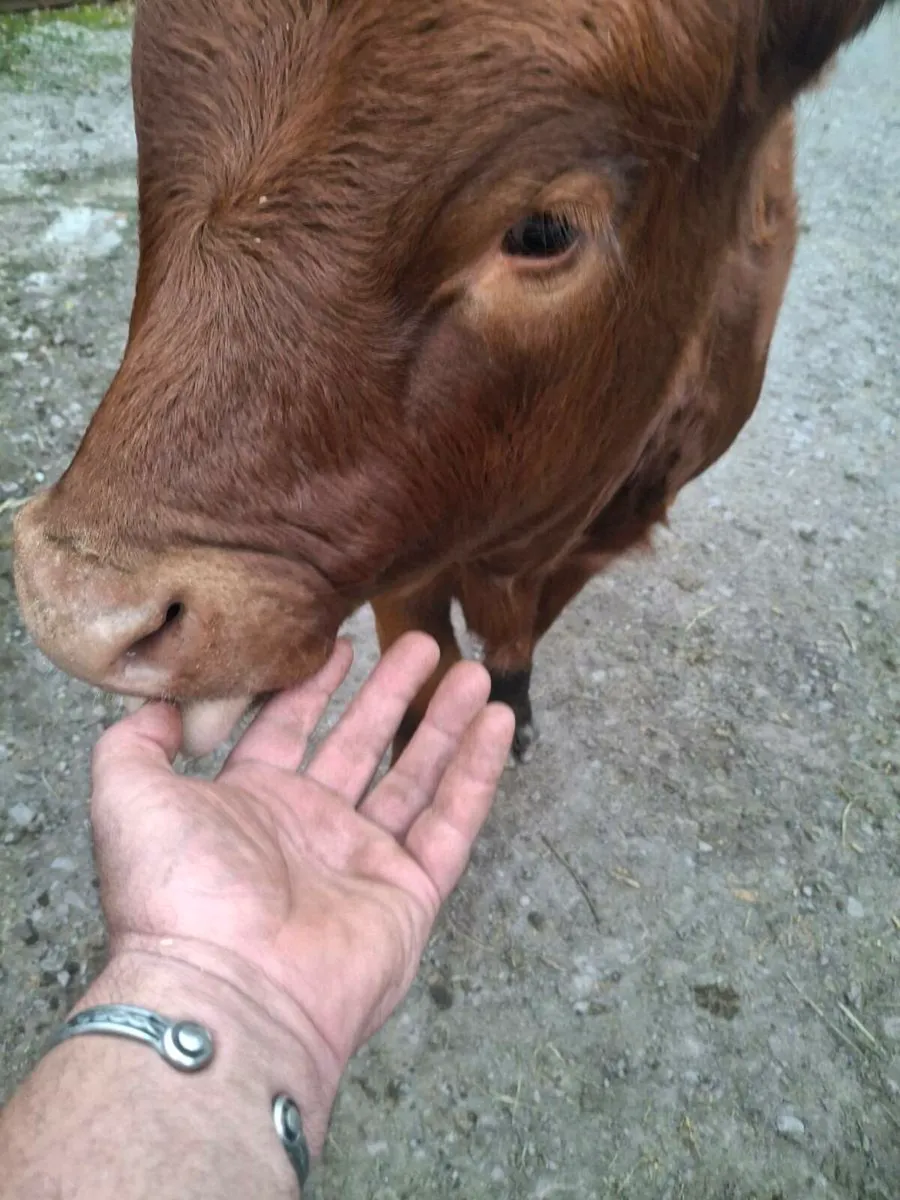 Organic heifers - Image 2