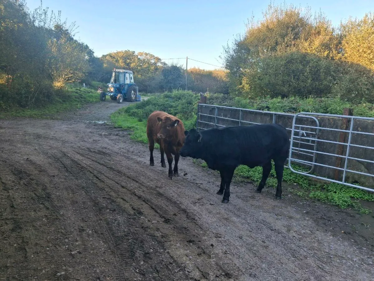 Organic heifers - Image 3