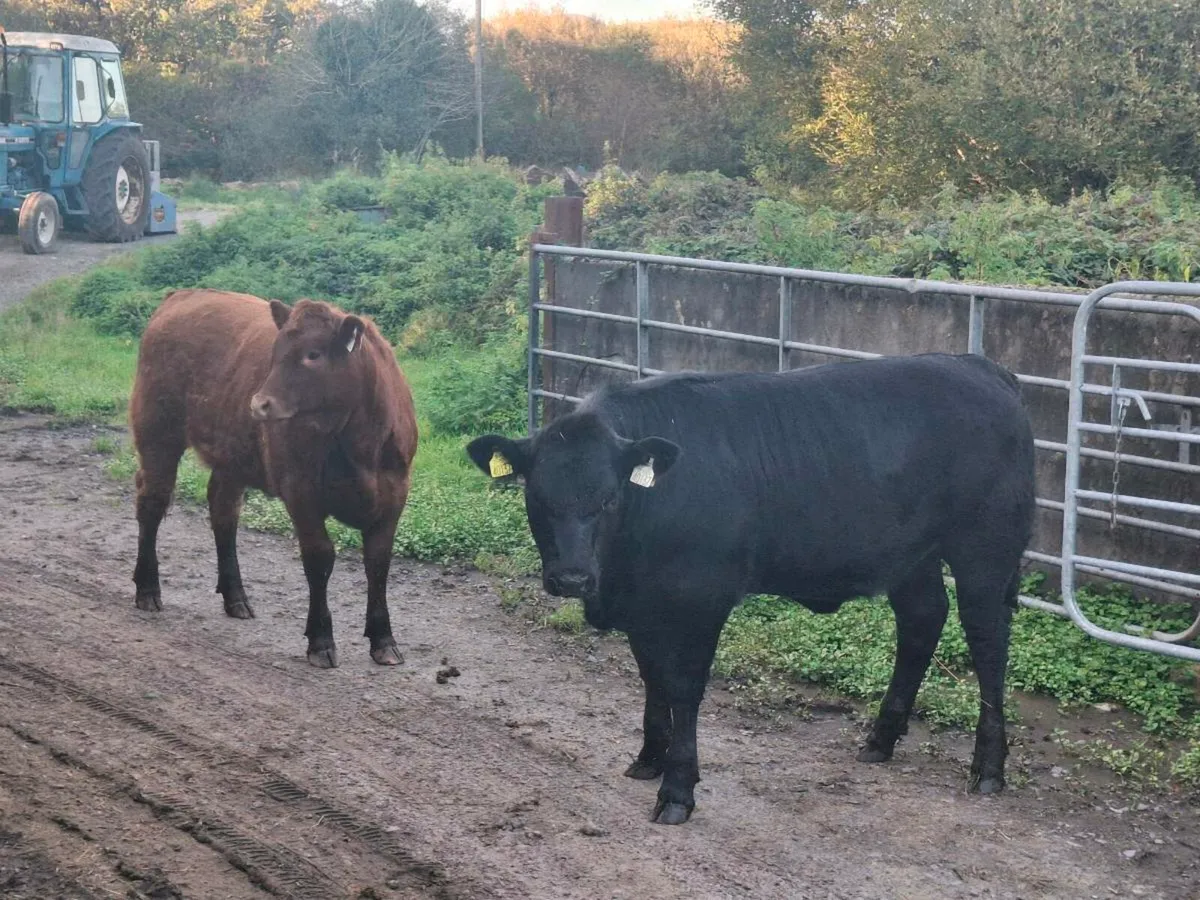 Organic heifers - Image 4