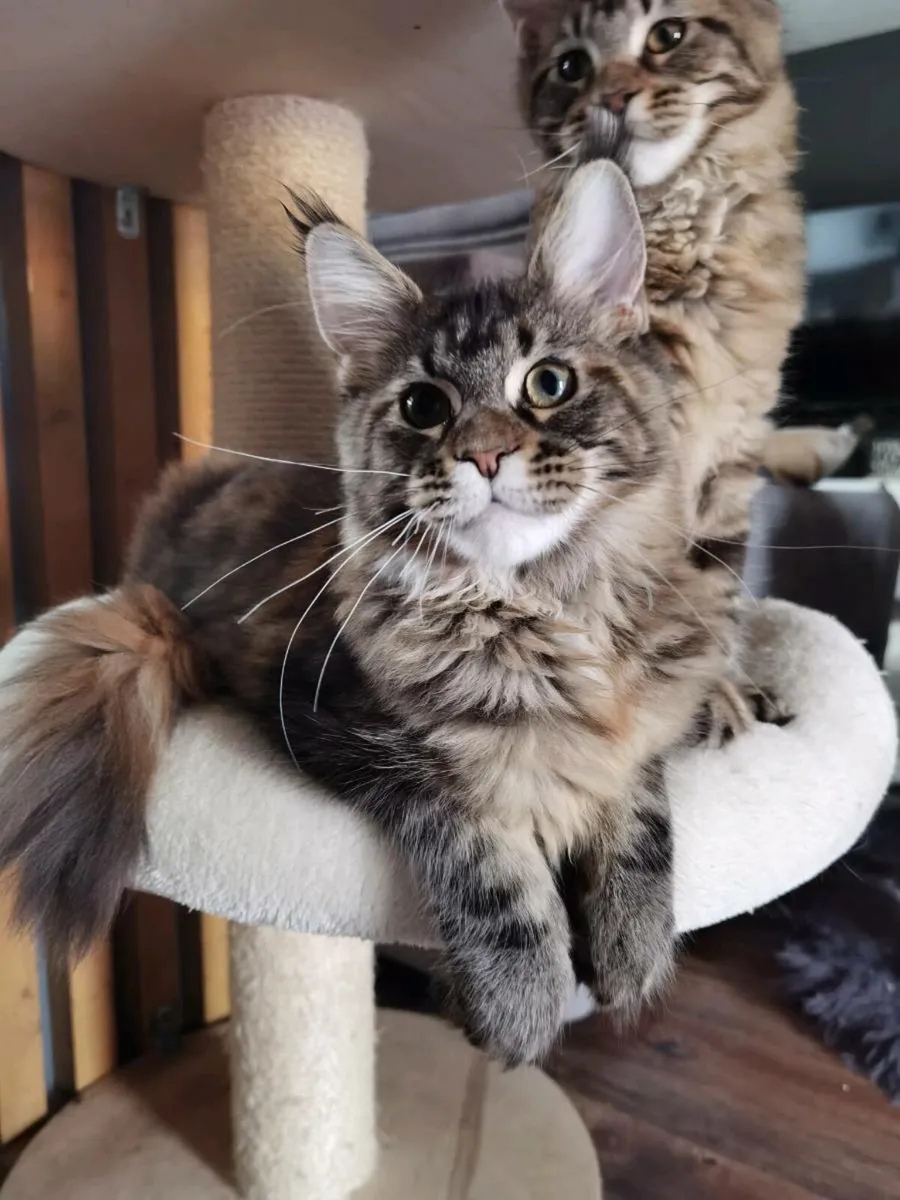 TICA Registered maine coon kittens - Image 1