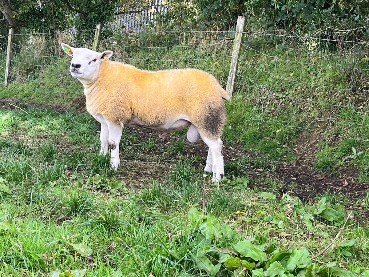 Pedigree Texel Ram Lamb SIS Eligible - Image 2