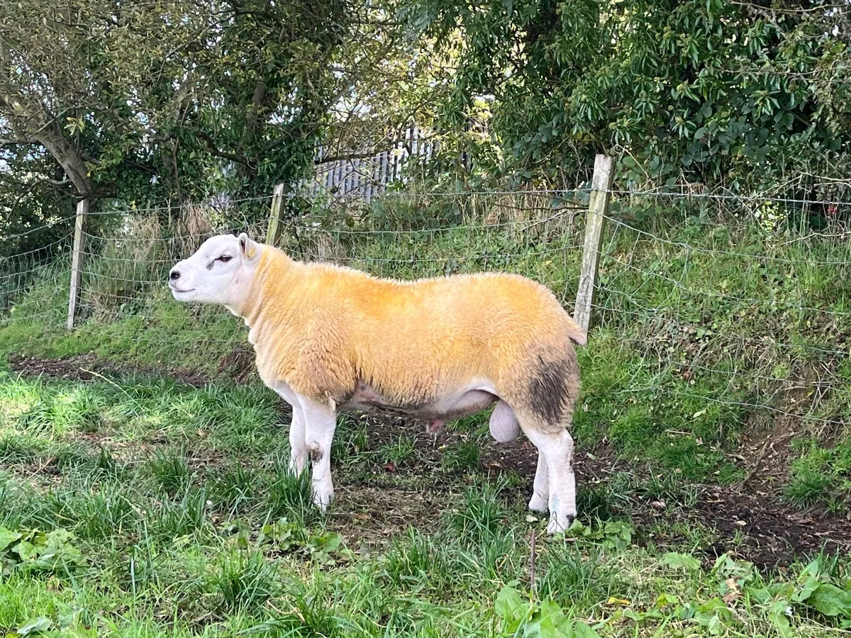 Pedigree Texel Ram Lamb SIS Eligible - Image 3