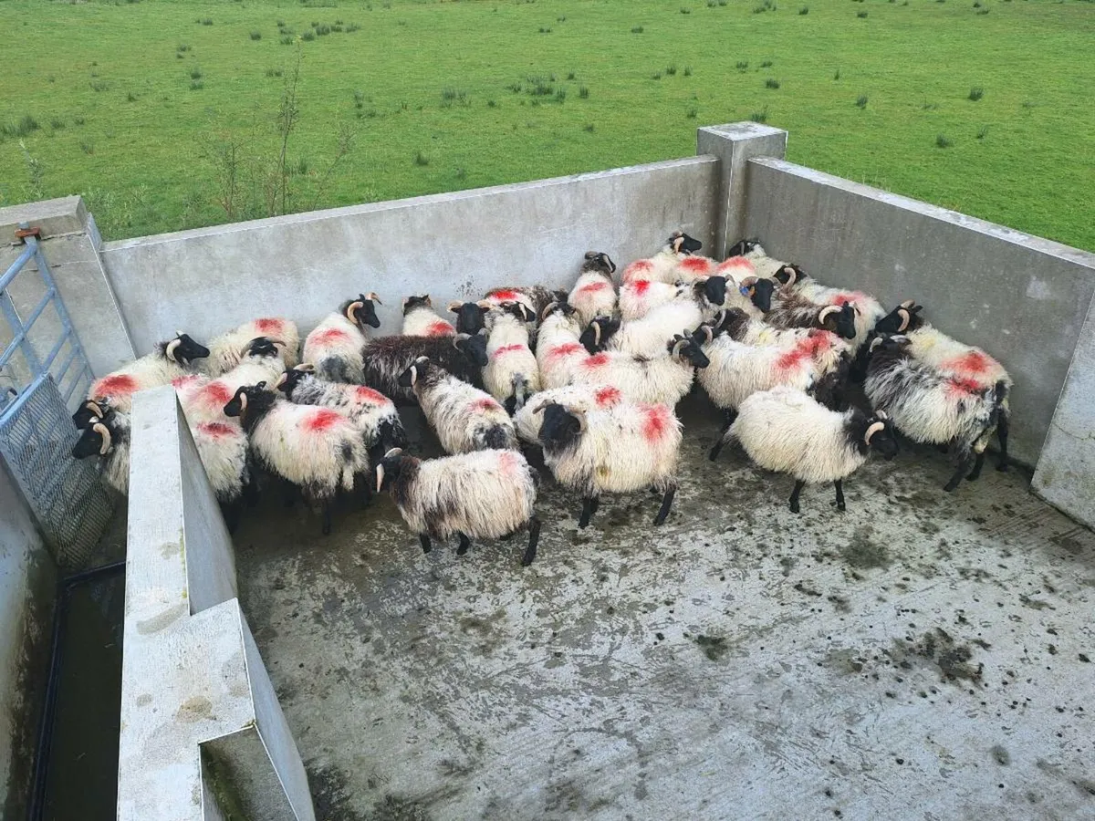 Sheep - Image 1