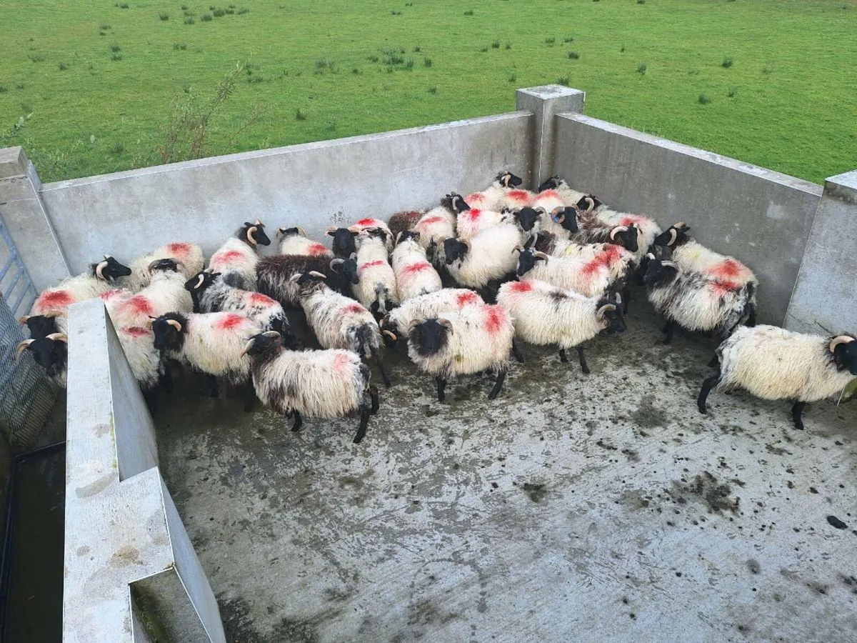 Sheep - Image 2