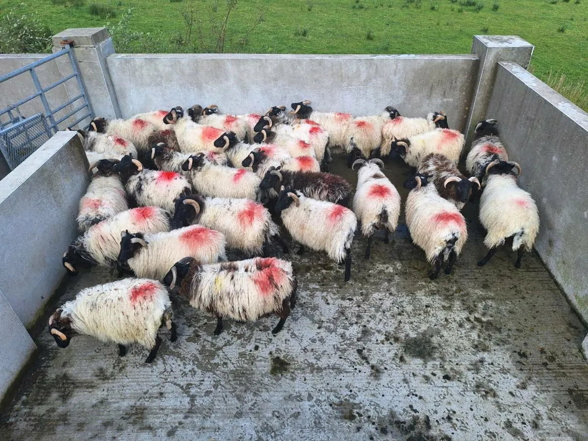 Sheep - Image 3