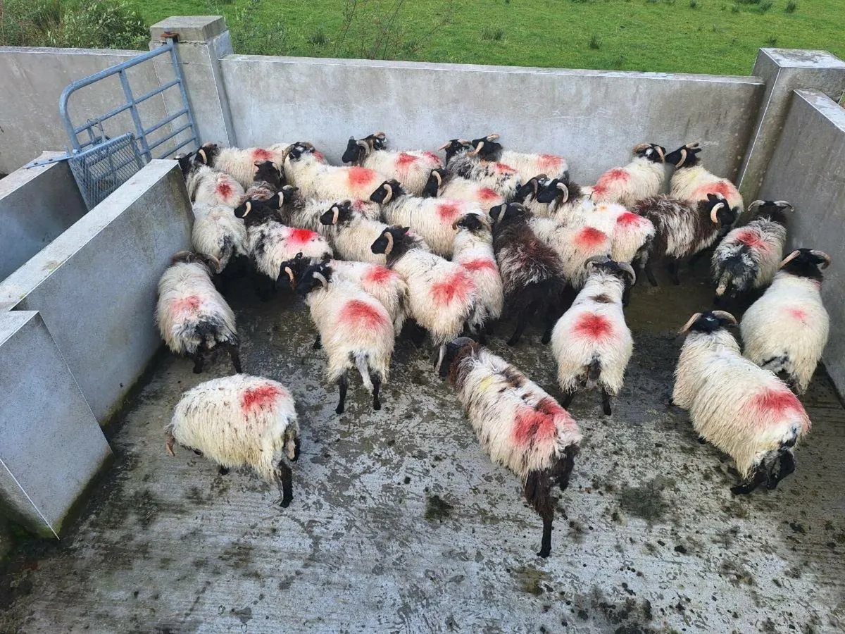 Sheep - Image 4
