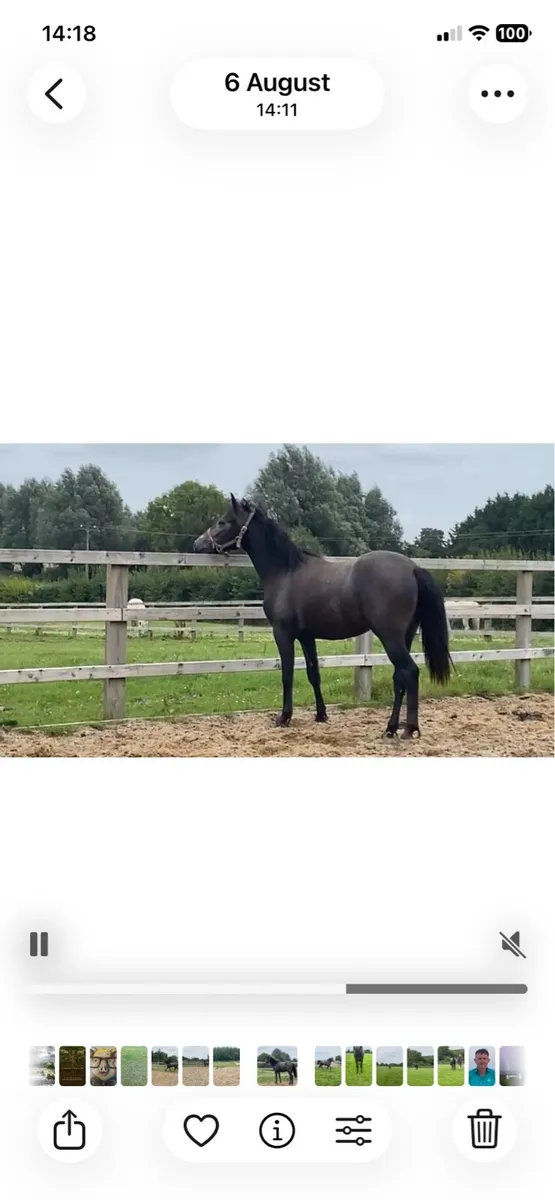 Connemara gelding - Image 1
