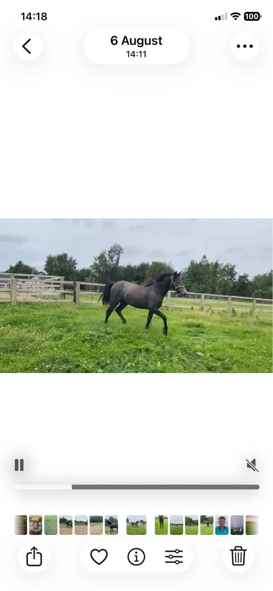 Connemara gelding - Image 2