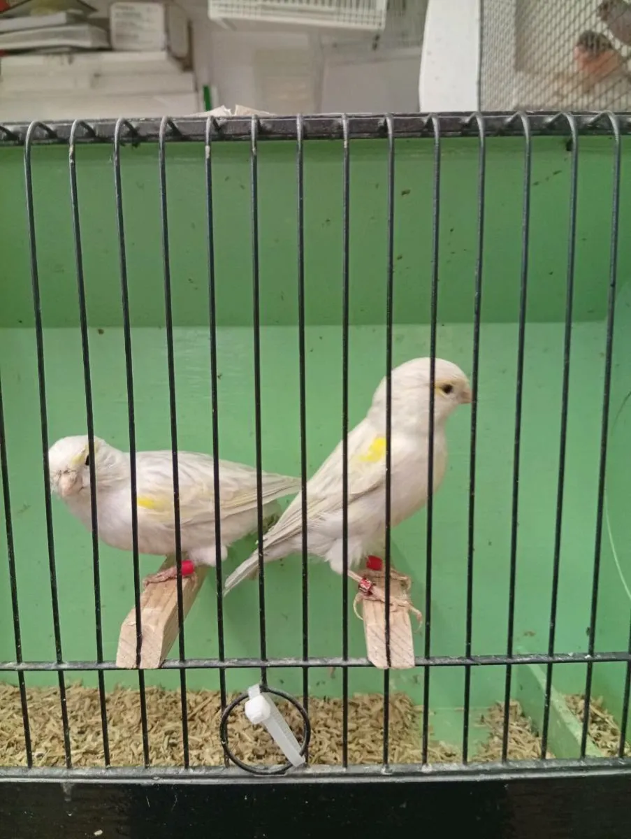 Quality canaries - Image 2