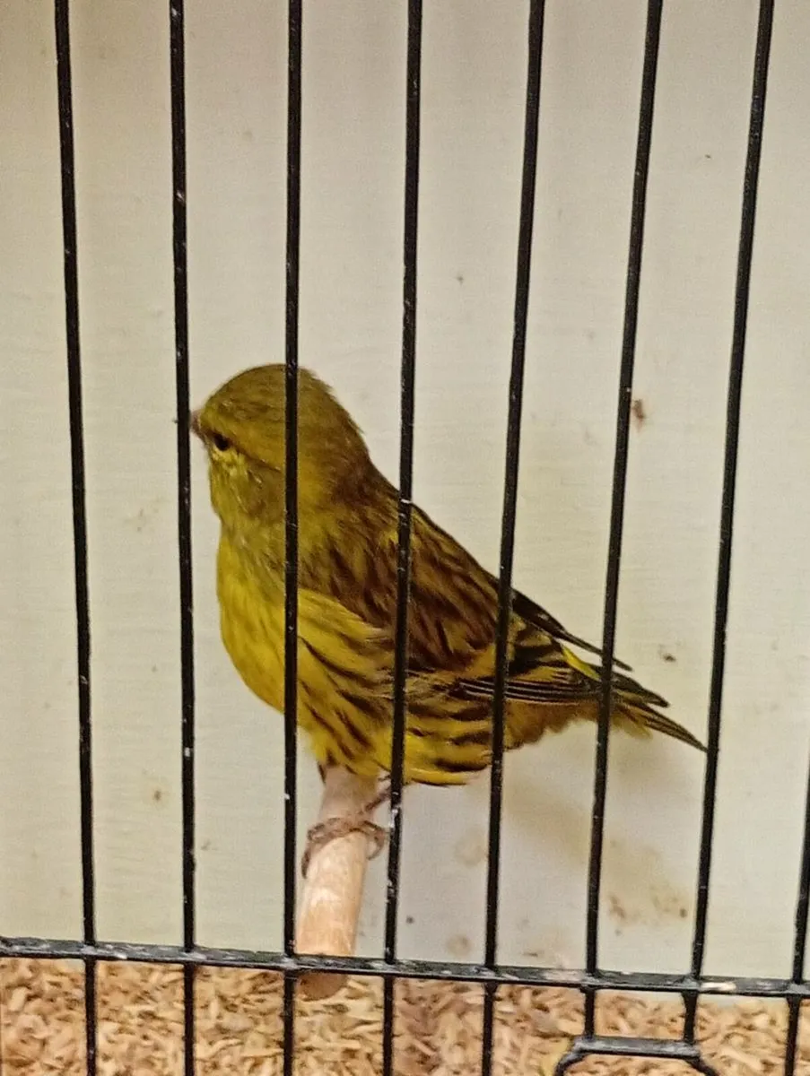 Quality canaries - Image 3