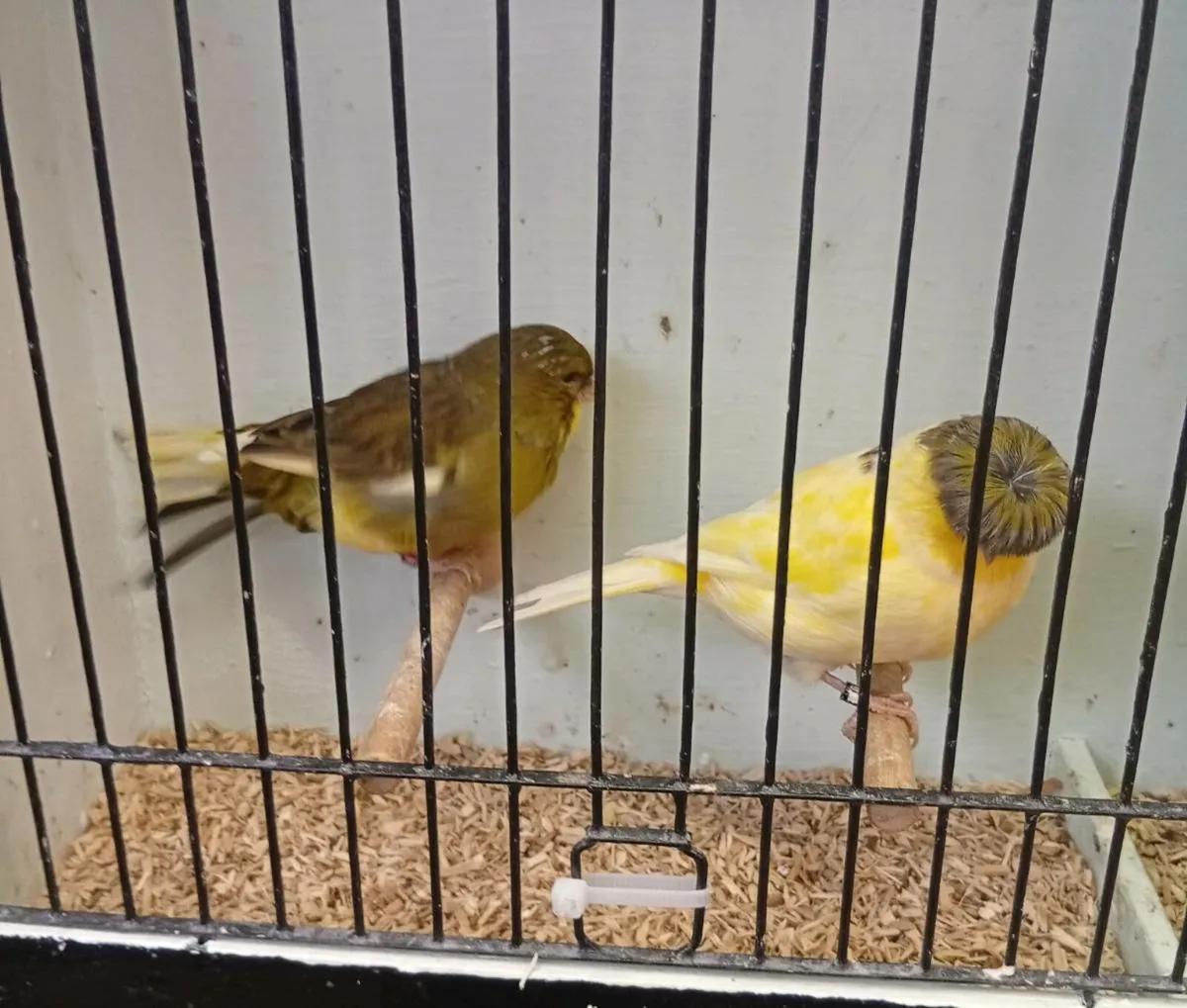 Quality canaries - Image 4