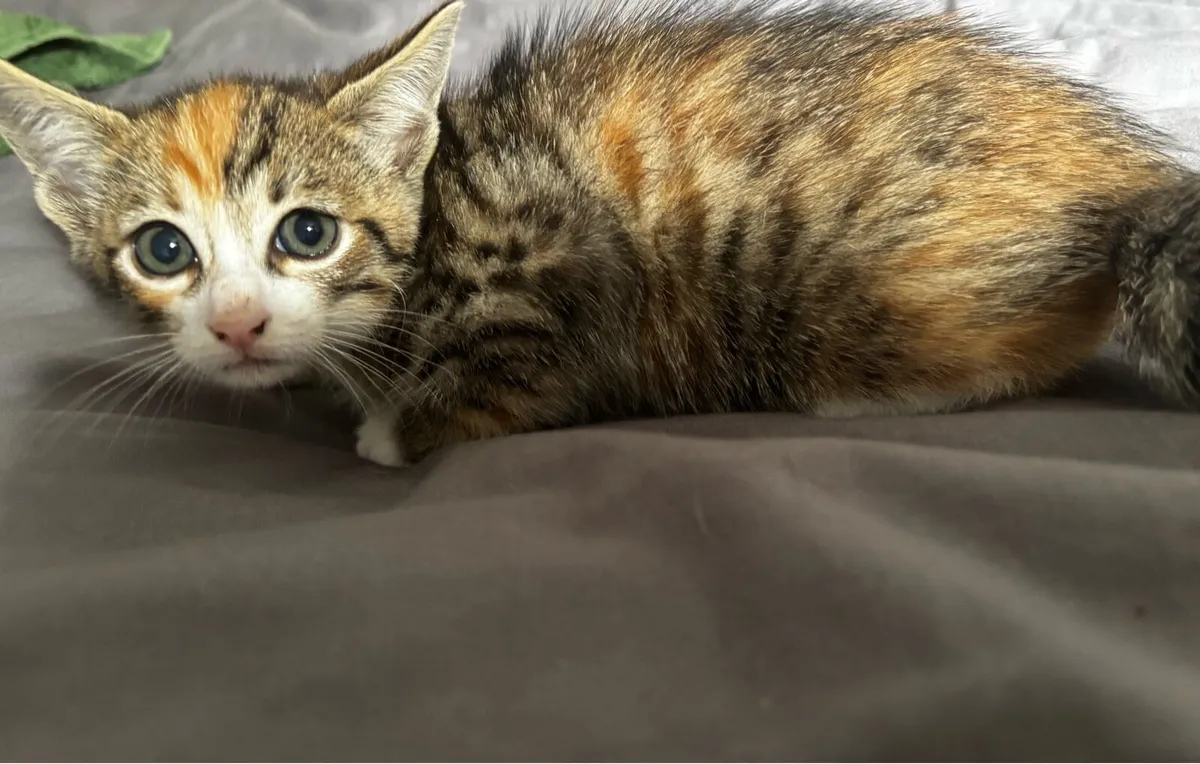 Female kitten for rehome - Image 1