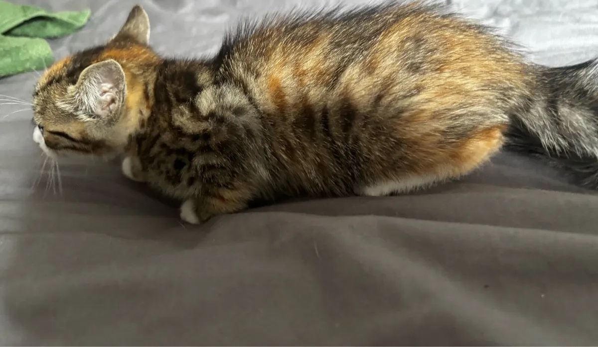 Female kitten for rehome - Image 2